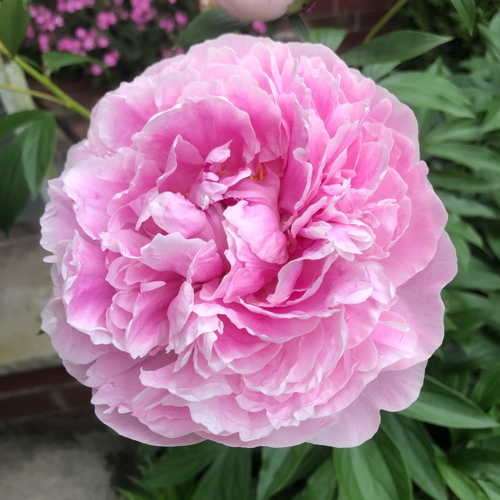 Meet your Posher, Linda